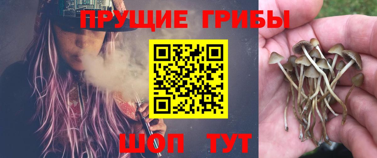 Псилоцибиновые грибы Psilocybine cubensis Горячий Ключ